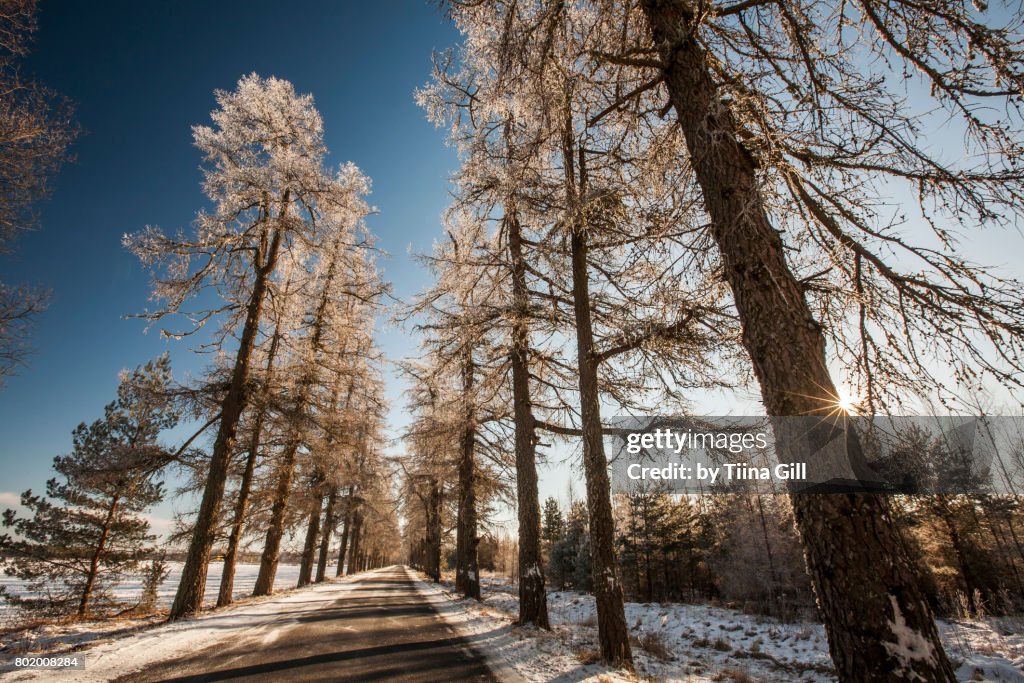 Larch alley in winter