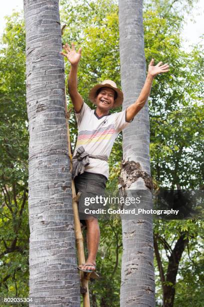 cambodia: sugar palm farm in kampong chhnang - palm sugar stock pictures, royalty-free photos & images