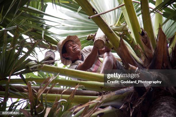 cambodia: sugar palm farm in kampong chhnang - palm sugar stock pictures, royalty-free photos & images