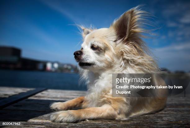petit chien profitant du soleil - petit chien stock pictures, royalty-free photos & images