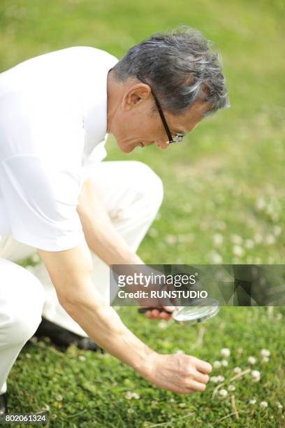middle-aged man observing grass in the park - examining lawn stock pictures, royalty-free photos & images