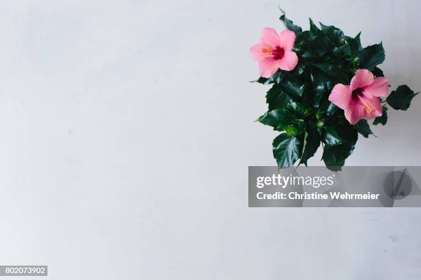 pink hibiscus plant on white table - christine wehrmeier stock pictures, royalty-free photos & images