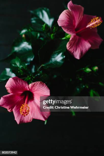 two pink hibiscus flowers on a dark background - christine wehrmeier stock pictures, royalty-free photos & images