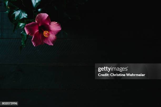 pink hibiscus flower on a dark background - christine wehrmeier stock pictures, royalty-free photos & images