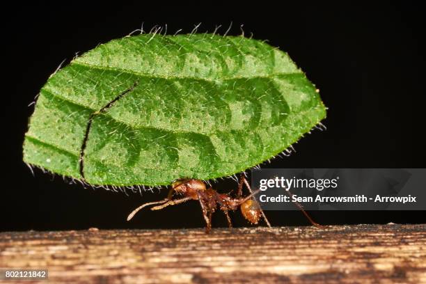 leaf cutter ant with leaf - bladskärarmyra bildbanksfoton och bilder