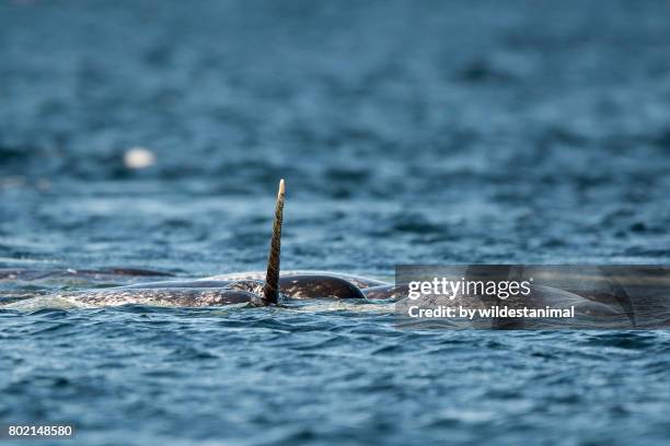 pod of narwhals feeding on the surface with one male showing off it's tusk, baffin island, canada. - narval fotografías e imágenes de stock