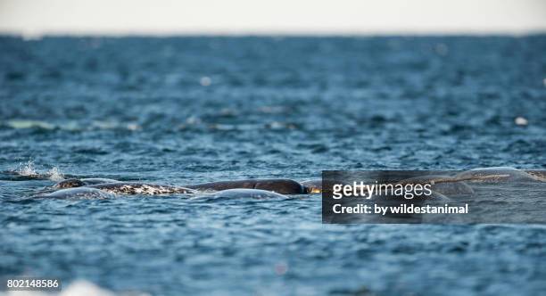pod of narwhals feeding on the surface with one male showing off it's tusk, baffin island, canada. - artic whale tusks stock pictures, royalty-free photos & images