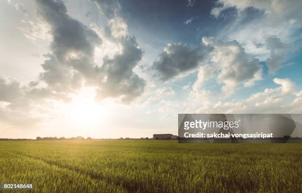 scenic view of cornfield against sky during sunset - atmosferische lucht stockfoto's en -beelden