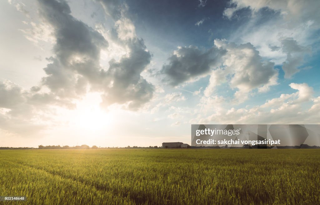 Scenic View Of Cornfield Against Sky During Sunset