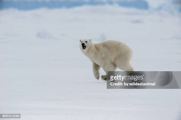 young male polar bear running along the frozen sea ice, northern baffin island, canada. - baffinland stock-fotos und bilder