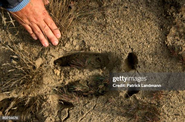 Elk footprint, June 1, 2006 in the Chernobyl exclusion zone, Ukraine. With the disappearance of man in the exclusion zone, nature has regained its...