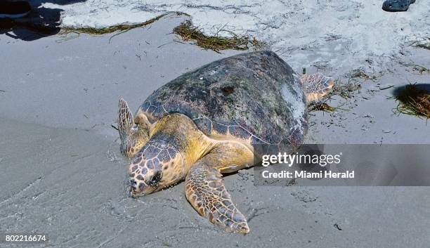 Loggerhead Key Photos and Premium High Res Pictures - Getty Images