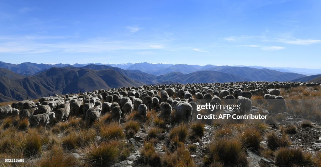 NZEALAND-AGRICULTURE-SHEEP