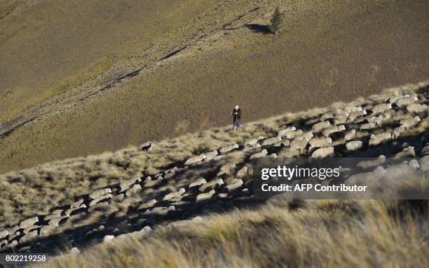 Photo taken on 21 April shows farmer Jock Innes in the early morning light as a flock of merino sheep are taken 15 kilometres up and over Old Man...