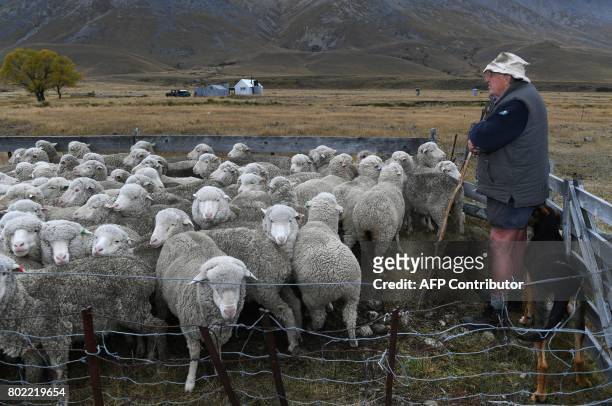 Photo taken on 20 April shows farmer Tim Innes herding merino sheep into the yards for drenching during a two-day muster on the 30,000 acre Dunstan...