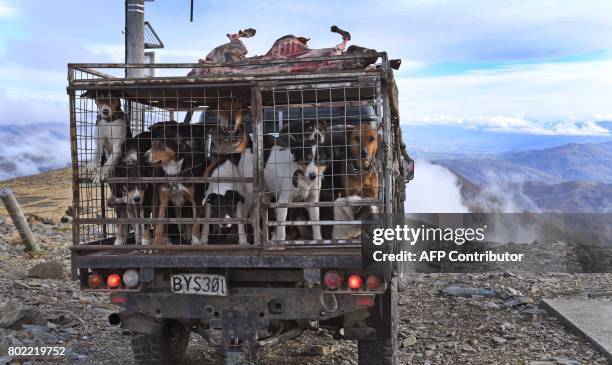 Photo taken on 19 April shows sheep dogs sitting in the back of a four-wheel drive vehicle as they pass over 6000ft to muster sheep on the 30,000...