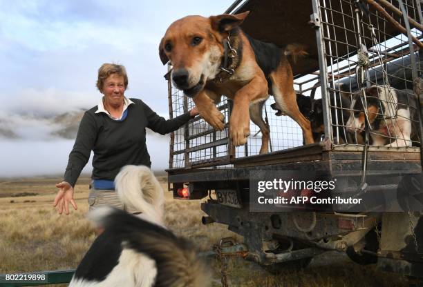 Photo taken on 19 April shows Geva Innes releasing sheep dogs from the back of a four-wheel drive vehicle on the way to muster sheep on the 30,000...