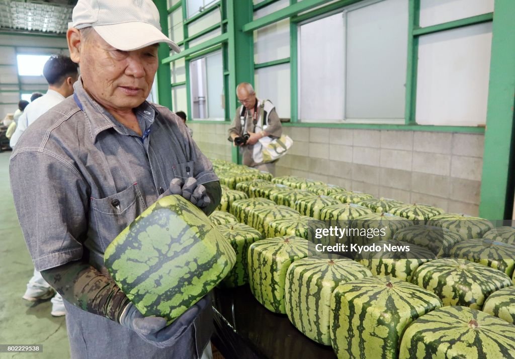 Shipments of cube-shaped watermelons begin in western Japan