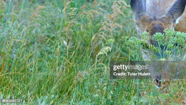 Closeup Of Head North American Blacktail Mule Deer Doe Grazing In Wildflower Meadow In The Columbia River Gorge Near Rowena Crest, Foto de stock
