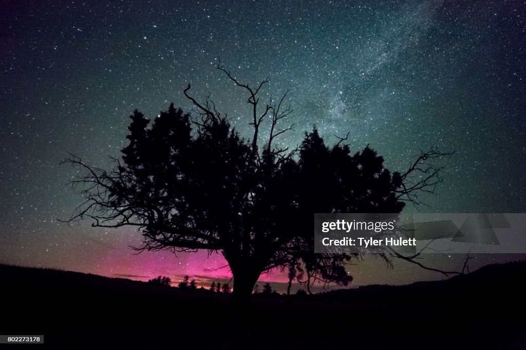 Western Juniper Tree and Pink Northern Lights with Milky Way
