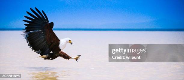 fish eagle fly - lake bogoria national park stock pictures, royalty-free photos & images