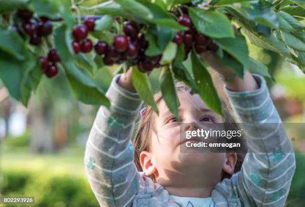 greenery,little girl picking cherry - emreogan stock pictures, royalty-free photos & images