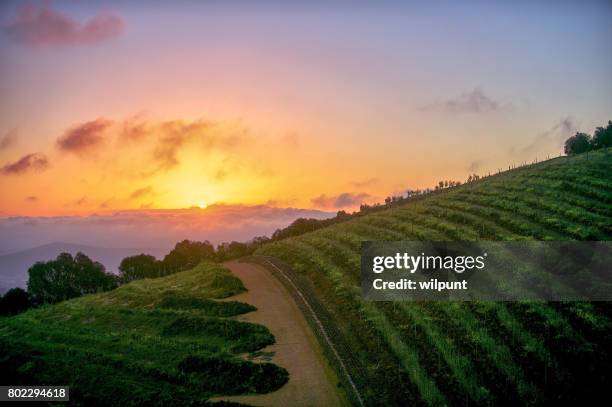 cape winelands sunset - sunset vineyard stock pictures, royalty-free photos & images