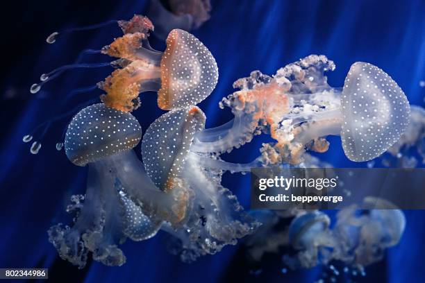 73 Genova Acquario Stock Photos, High-Res Pictures, and Images