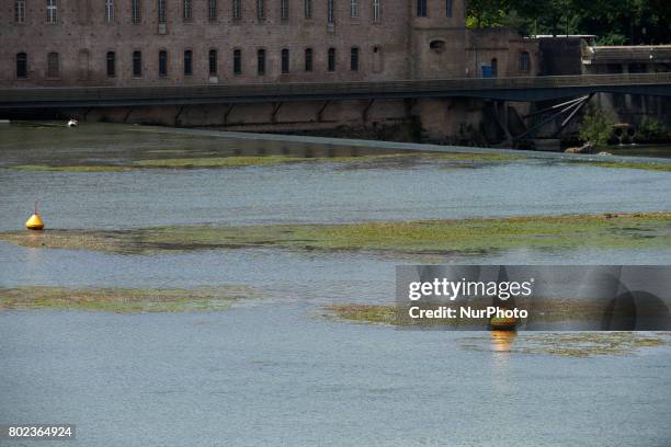 Buoys surrounded by algae. Due to warm weather, low waters and intensive use of fertilizers by farmers, the Garonne river is victim of...