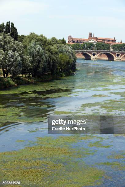 Due to warm weather, low waters and intensive use of fertilizers by farmers, the Garonne river is victim of eutrophication. Green algae and plants...