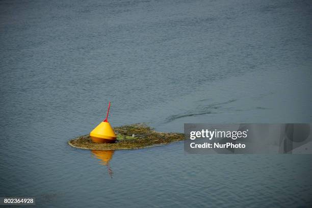 Buoy surronded by algae. Due to warm weather, low waters and intensive use of fertilizers by farmers, the Garonne river is victim of eutrophication....