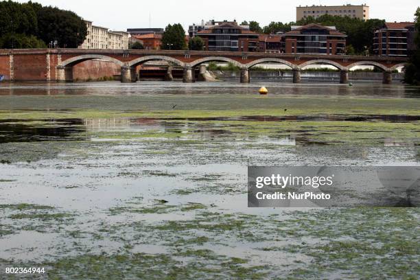 Due to warm weather, low waters and intensive use of fertilizers by farmers, the Garonne river is victim of eutrophication. Green algae and plants...