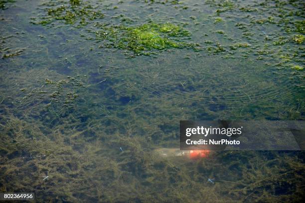 Plastic bottle in algae in the Garonne river. Due to warm weather, low waters and intensive use of fertilizers by farmers, the Garonne river is...