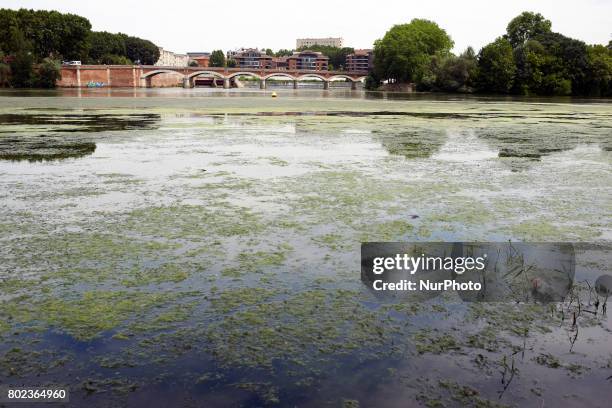 Due to warm weather, low waters and intensive use of fertilizers by farmers, the Garonne river is victim of eutrophication. Green algae and plants...