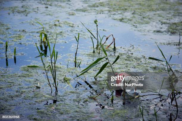 Plastic bottle in algae in the Garonne river. Due to warm weather, low waters and intensive use of fertilizers by farmers, the Garonne river is...