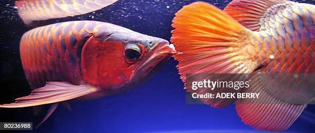 An Arowana dragon fish participates in the Arwana Dragon Fish contest during an exhibition in Jakarta on February 29, 2008. AFP PHOTO/ADEK BERRY