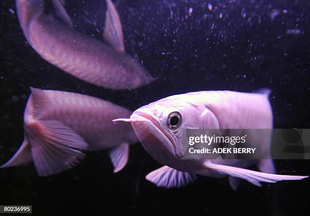 An Arowana dragon fish, a platinum type priced at 500 millions rupiah , swims during an exhibition in Jakarta on February 29, 2008. AFP PHOTO/ADEK...