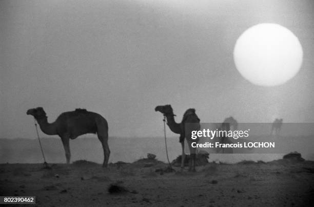 Course de chameaux à Riyadh en mars 1980, en Arabie saoudite.