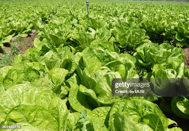 greenery, the lettuce field in spring, ready to harvest - kopfsalat stock-fotos und bilder