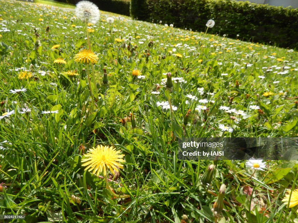 Spring Colors Prairie Greenery The Prairie In Spring With Dandelions And Daisies High-Res ...
