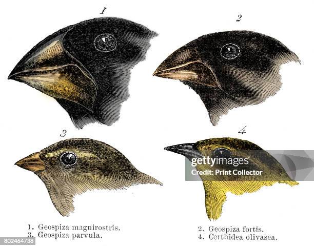 Four or the species of finch observed by Darwin on the Galapagos Islands, showing variation of beak.The study of the flora of the Islands contributed...