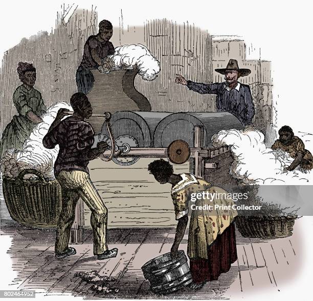 Slave labour on a cotton plantation in the southern states of America, 1860. Putting cotton bolls through a whipping press before putting the cotton...