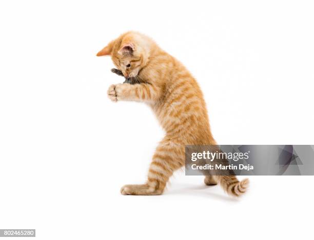 small kittens playing - mouse cat stock pictures, royalty-free photos & images