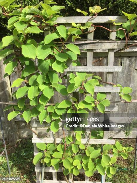 kiwi plant - spalier stock-fotos und bilder