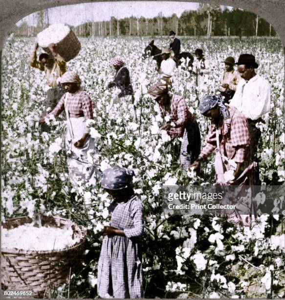 Cotton is king - plantation scene with pickers at work. Georgia', c1900. [Underwood & Underwood, New York, London, Toronto-Canada, Ottawa-Kansas,...