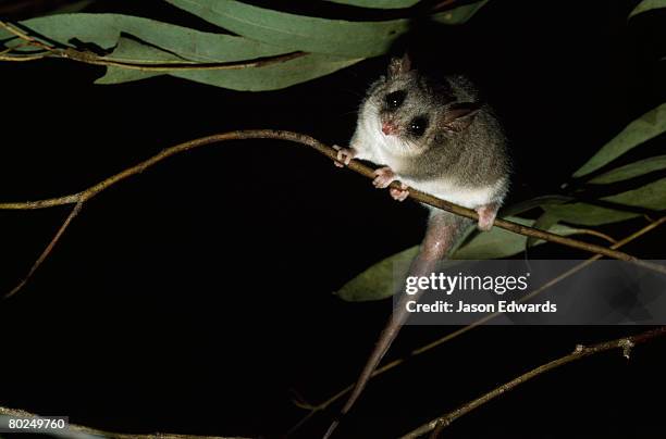 healesville sanctuary, victoria, australia. - opossum 個照片及圖片檔