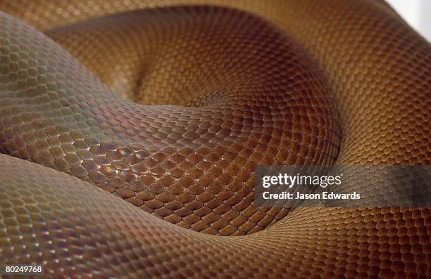 preston, victoria, australia. - slangenhuid stockfoto's en -beelden
