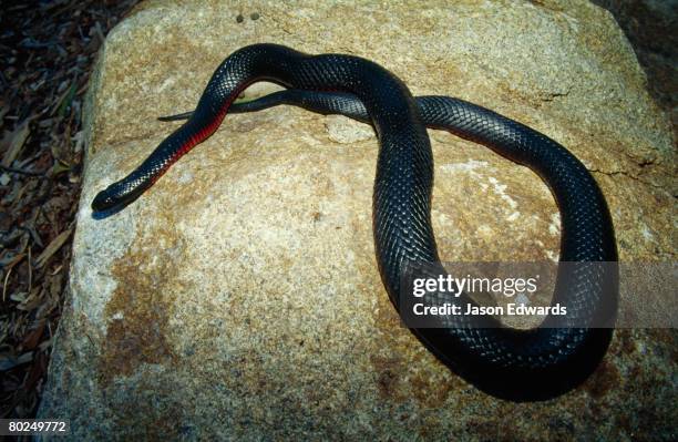 healesville sanctuary, victoria, australia. - warmteregulatie stockfoto's en -beelden