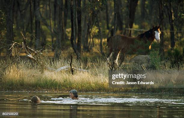 near rheola, central victoria, australia. - billabong water stock pictures, royalty-free photos & images