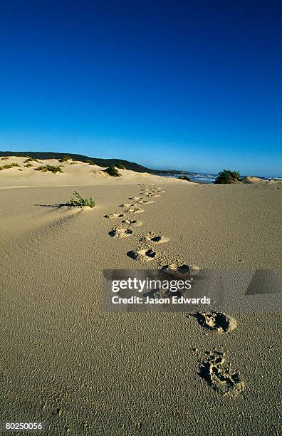 south west conservation area, tasmania, australia. - endangered animals stock pictures, royalty-free photos & images